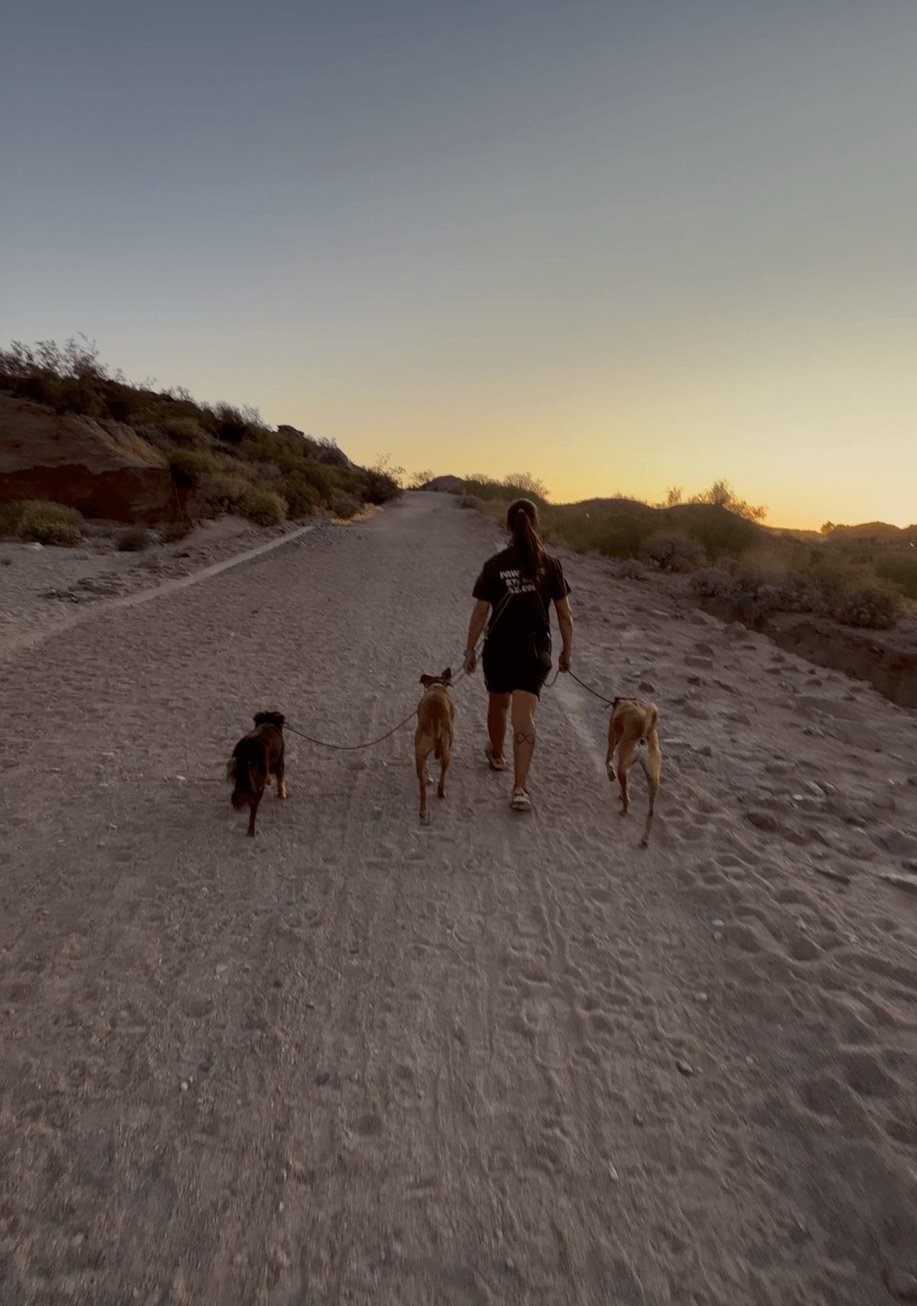 Person walking with four dogs on a dirt path during sunset, surrounded by sparse vegetation.
