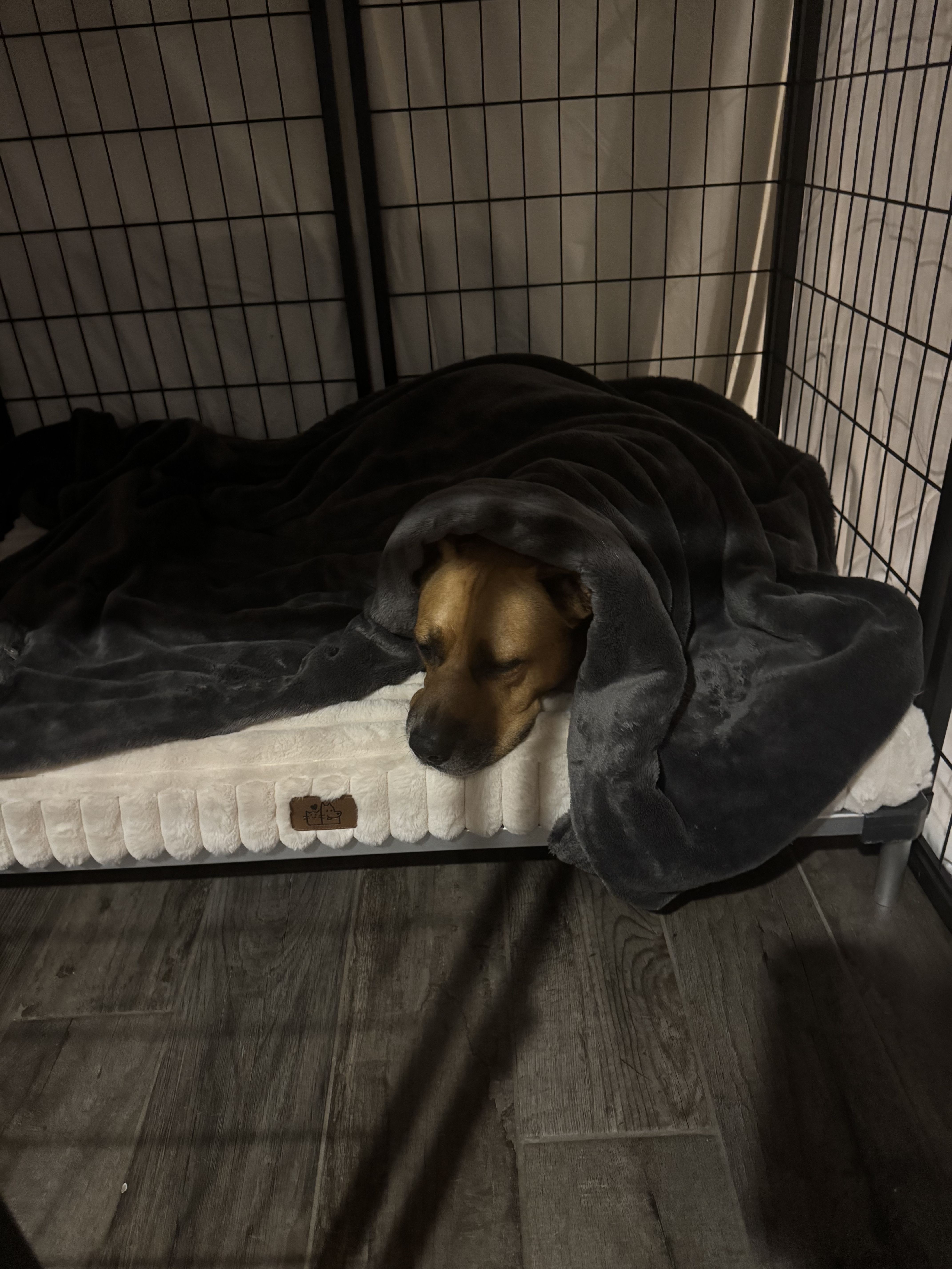 Dog lying on a mattress covered with a black blanket inside a wire enclosure.