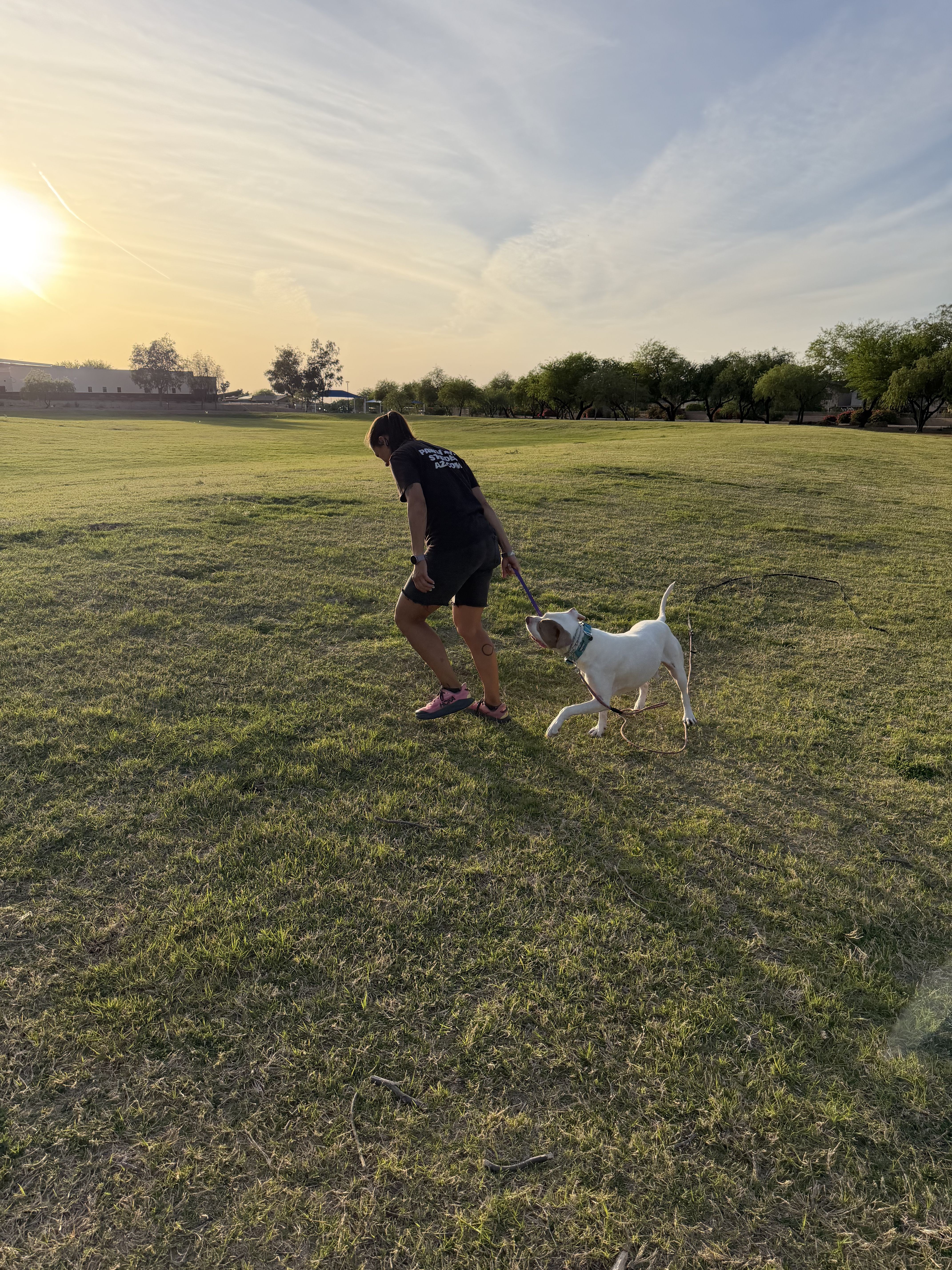 Person walking a white dog on a leash in an open grassy field during sunset.