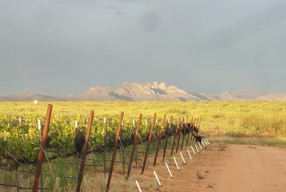 Vineyard with rows of plants, fence, dirt path, and mountains in the background under cloudy sky.
