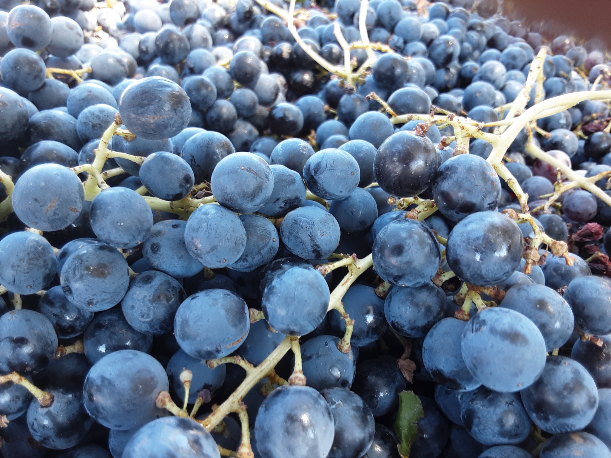 Close-up of dark blue grapes on vine with green stems, densely packed.