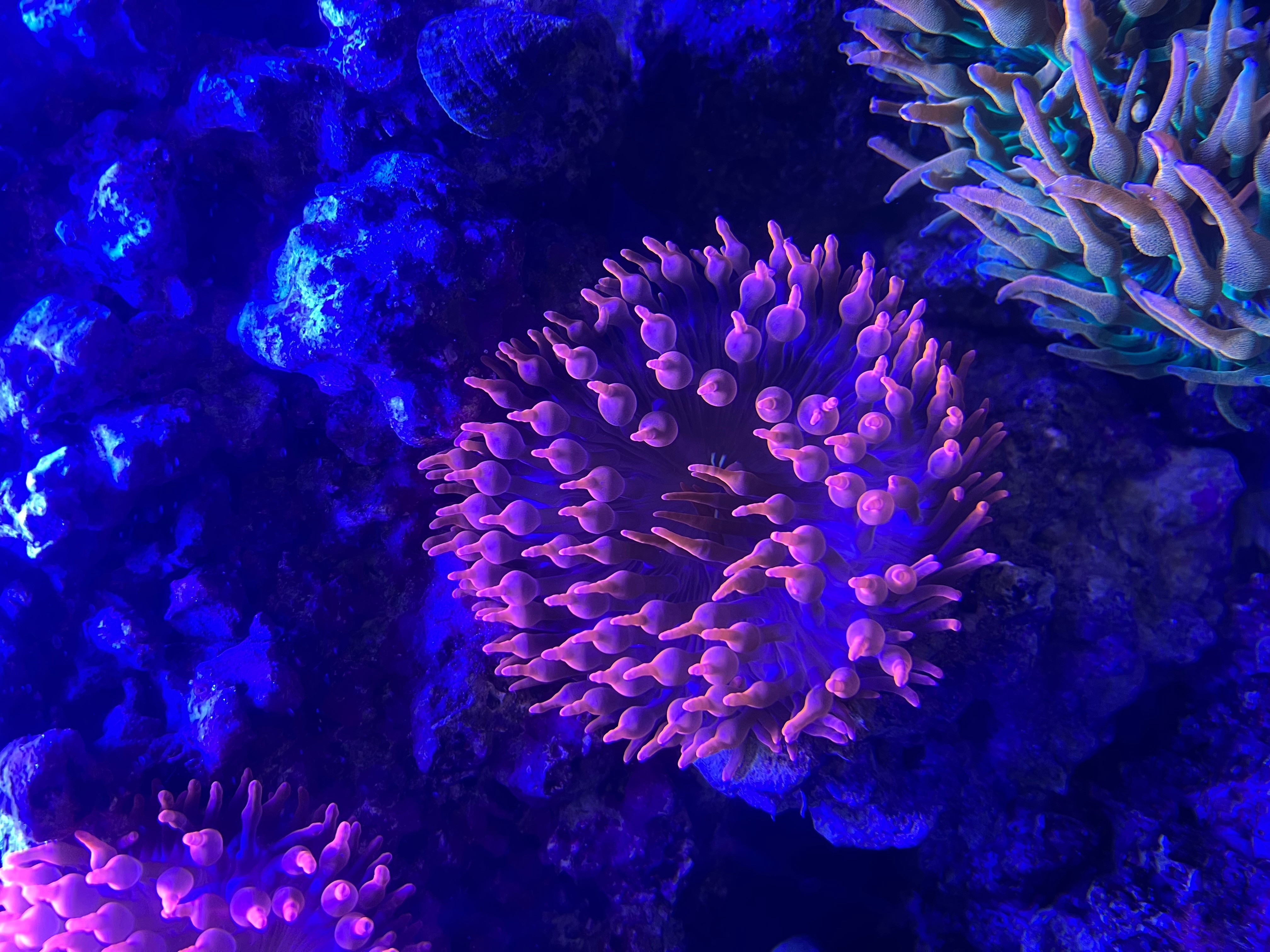 Close-up of purple coral with tentacle-like structures on a dark blue background.