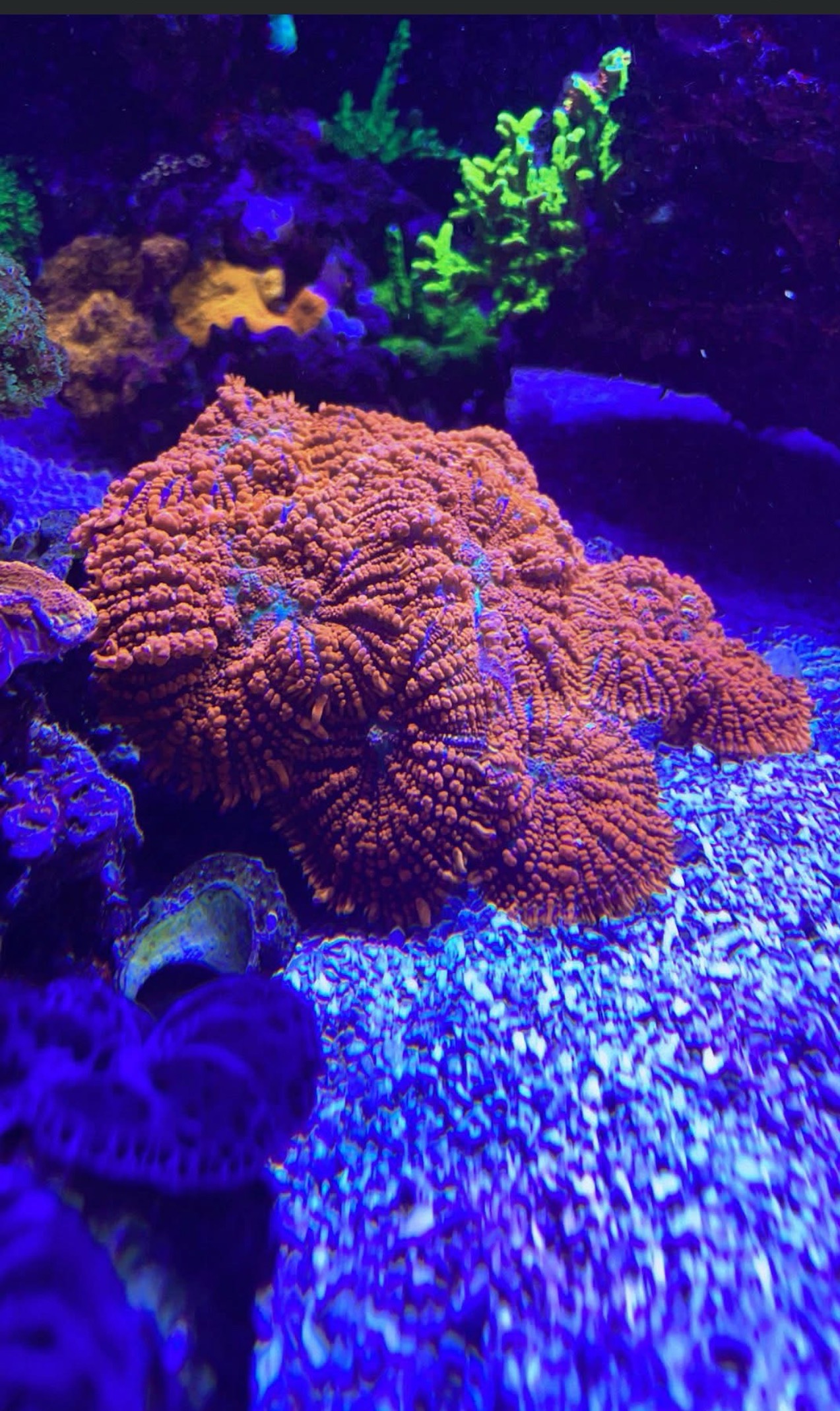 Colorful coral reef with orange, green, and purple corals and blue gravel at the bottom.