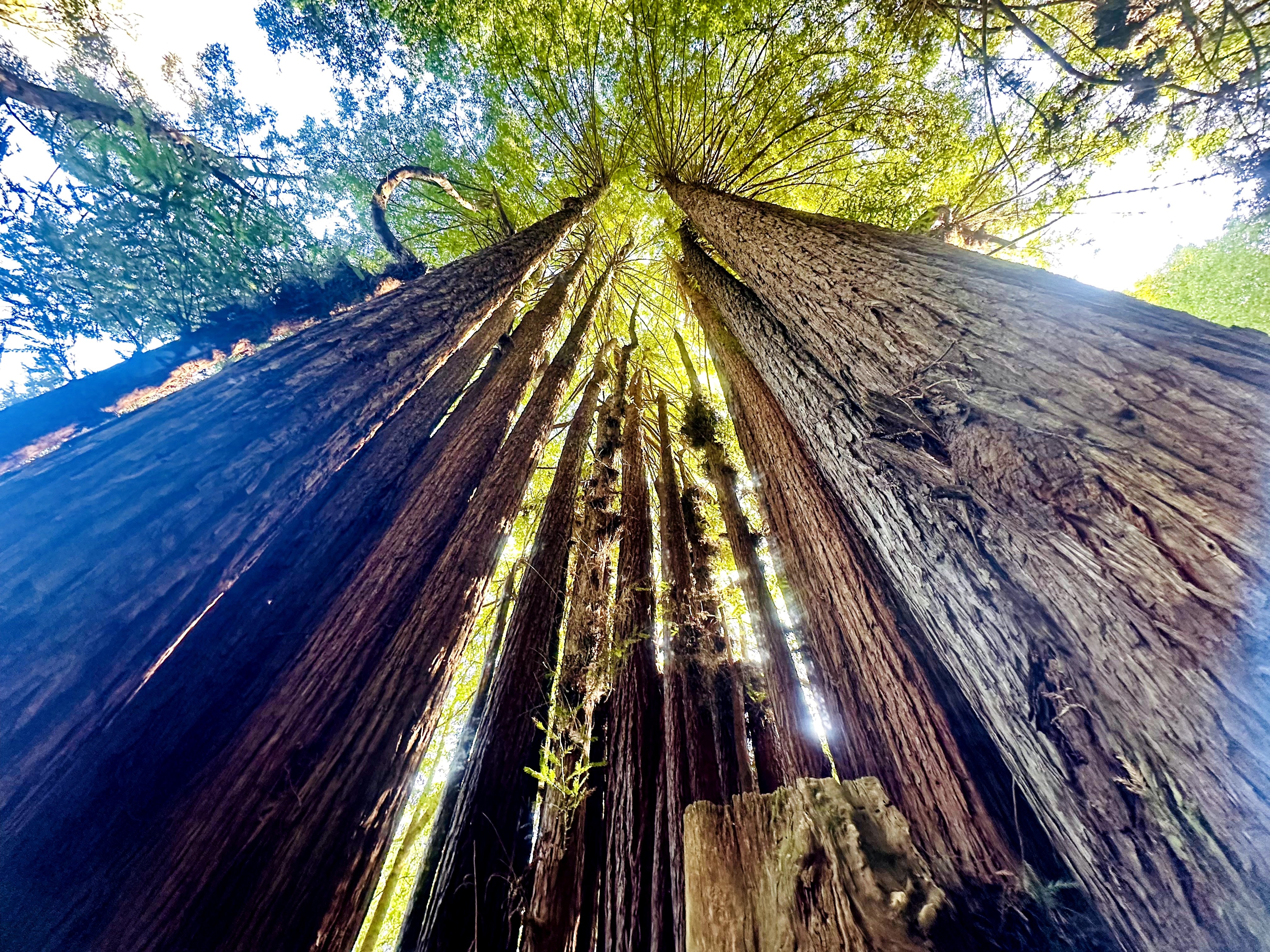 Looking up at tall trees with sunlight filtering through green leaves, from ground level perspective.