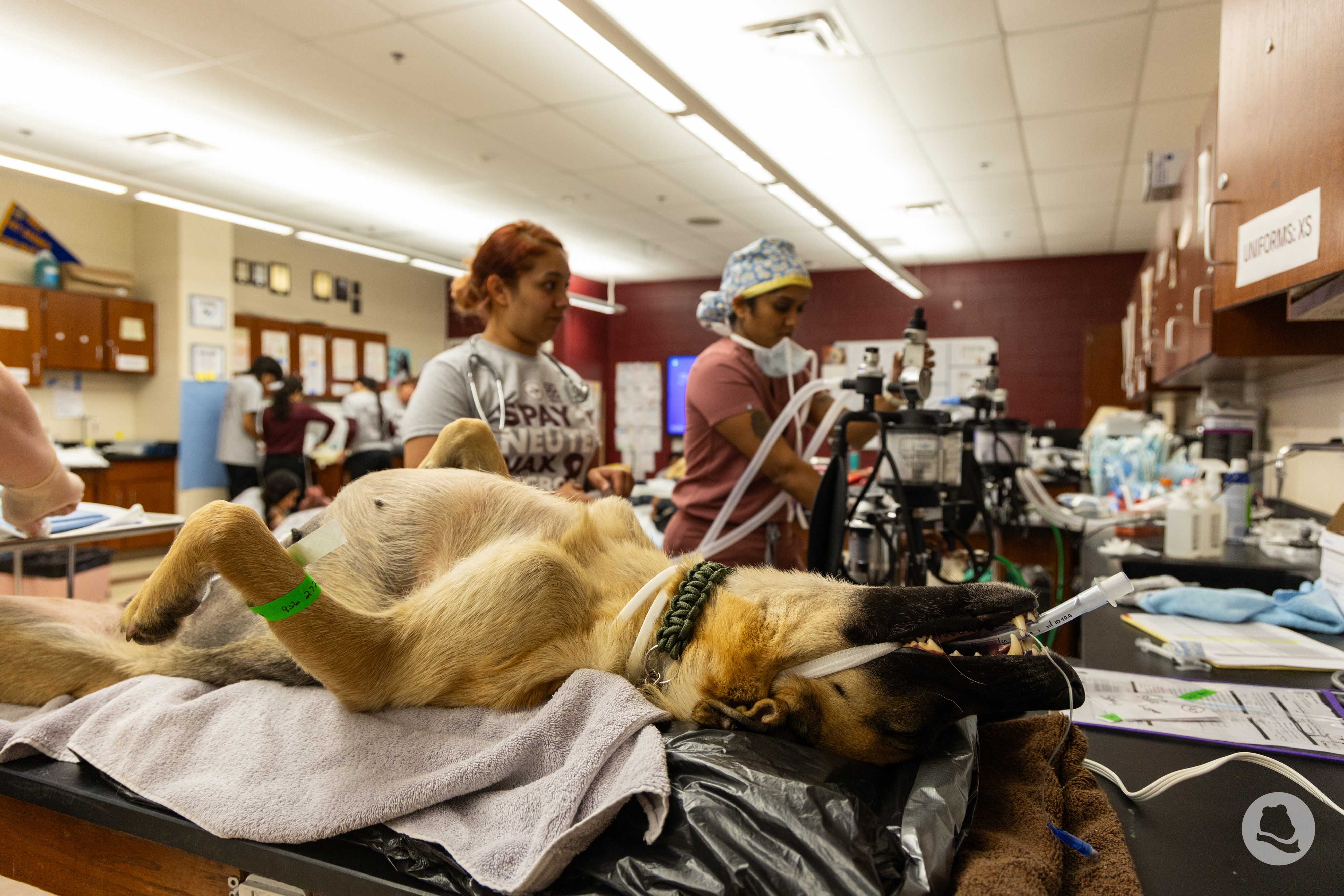 Dog lying on a table in a laboratory with people working in the background.
