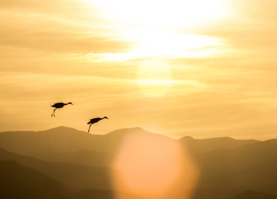 Two birds flying over mountains during sunset with a bright sun and warm sky.