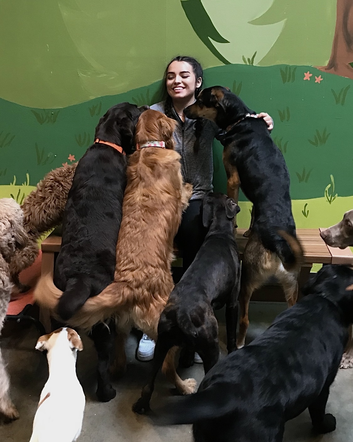 Person surrounded by multiple dogs in front of a colorful forest mural background.