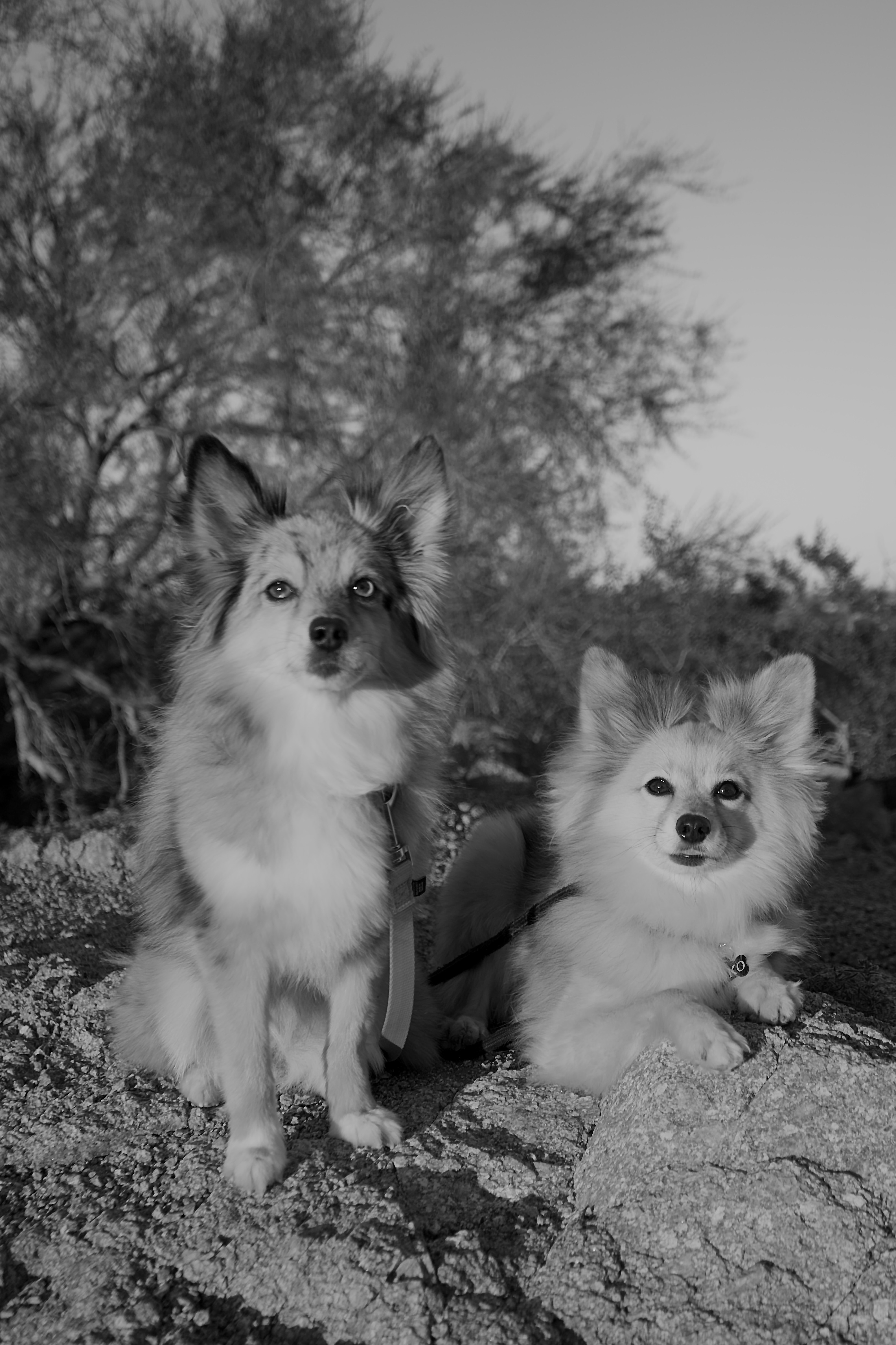 Two dogs sitting outdoors on rocky ground with trees in the background, black and white photo.