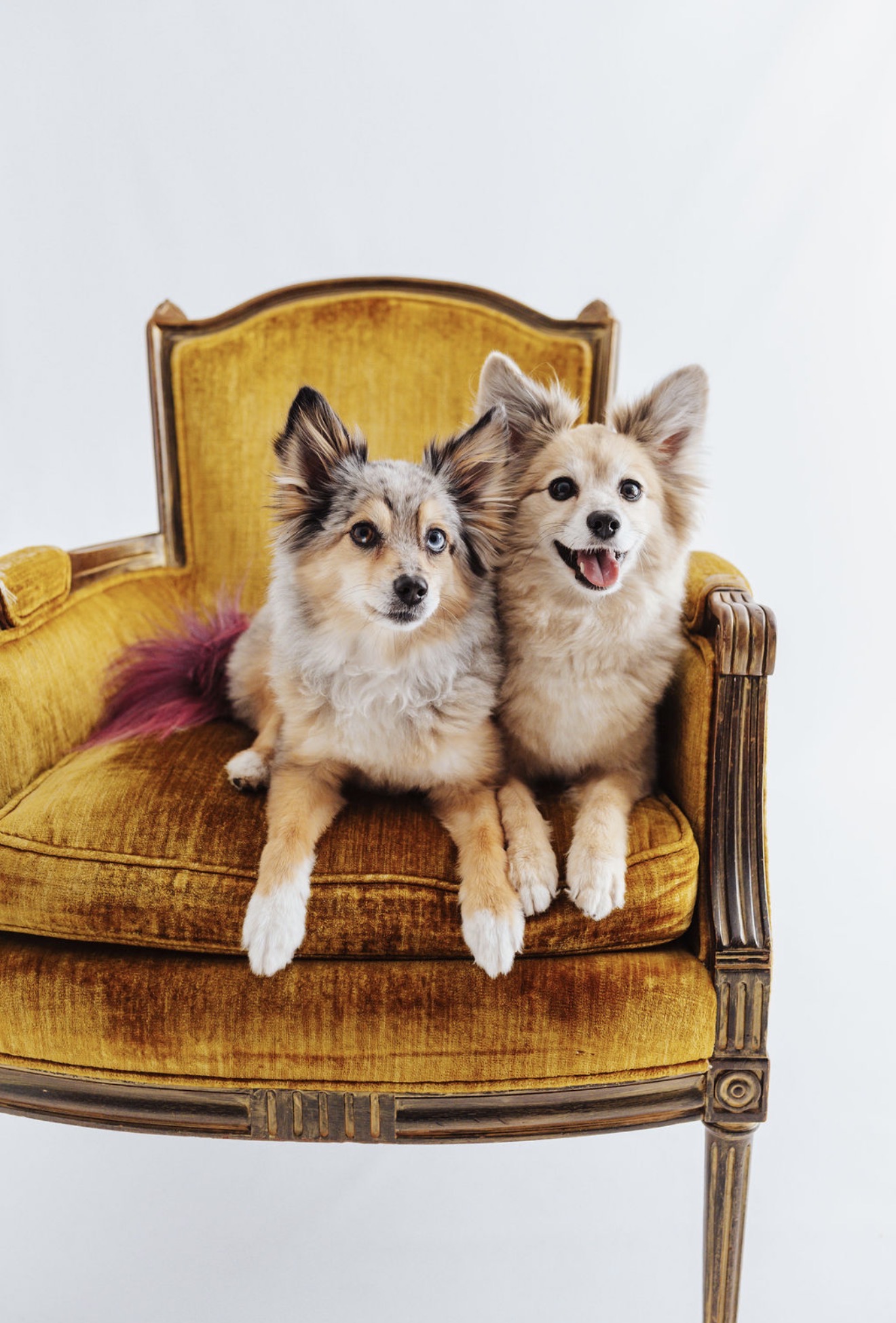 Two dogs sitting on a vintage yellow velvet sofa with wooden frame, one with a fluffy coat and the other smiling.
