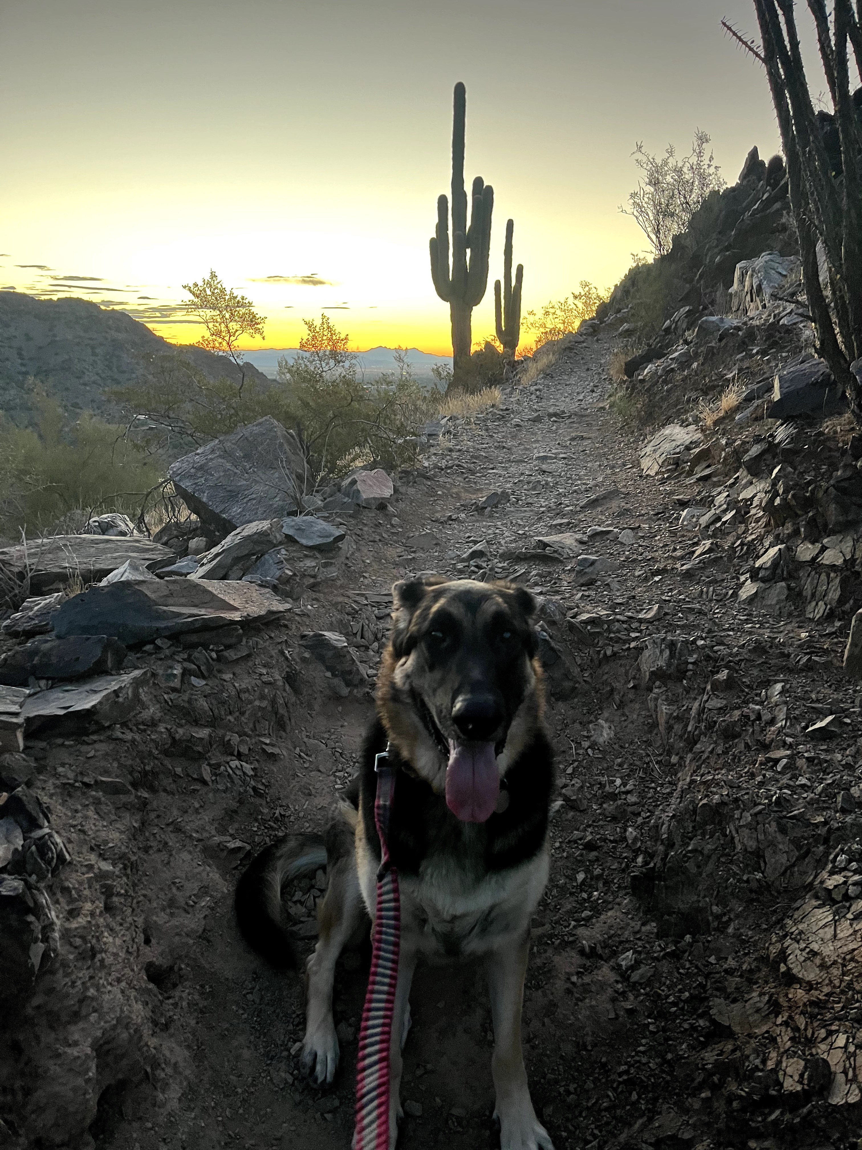 Dog sitting on a dirt trail with a cactus and sunset in the background.