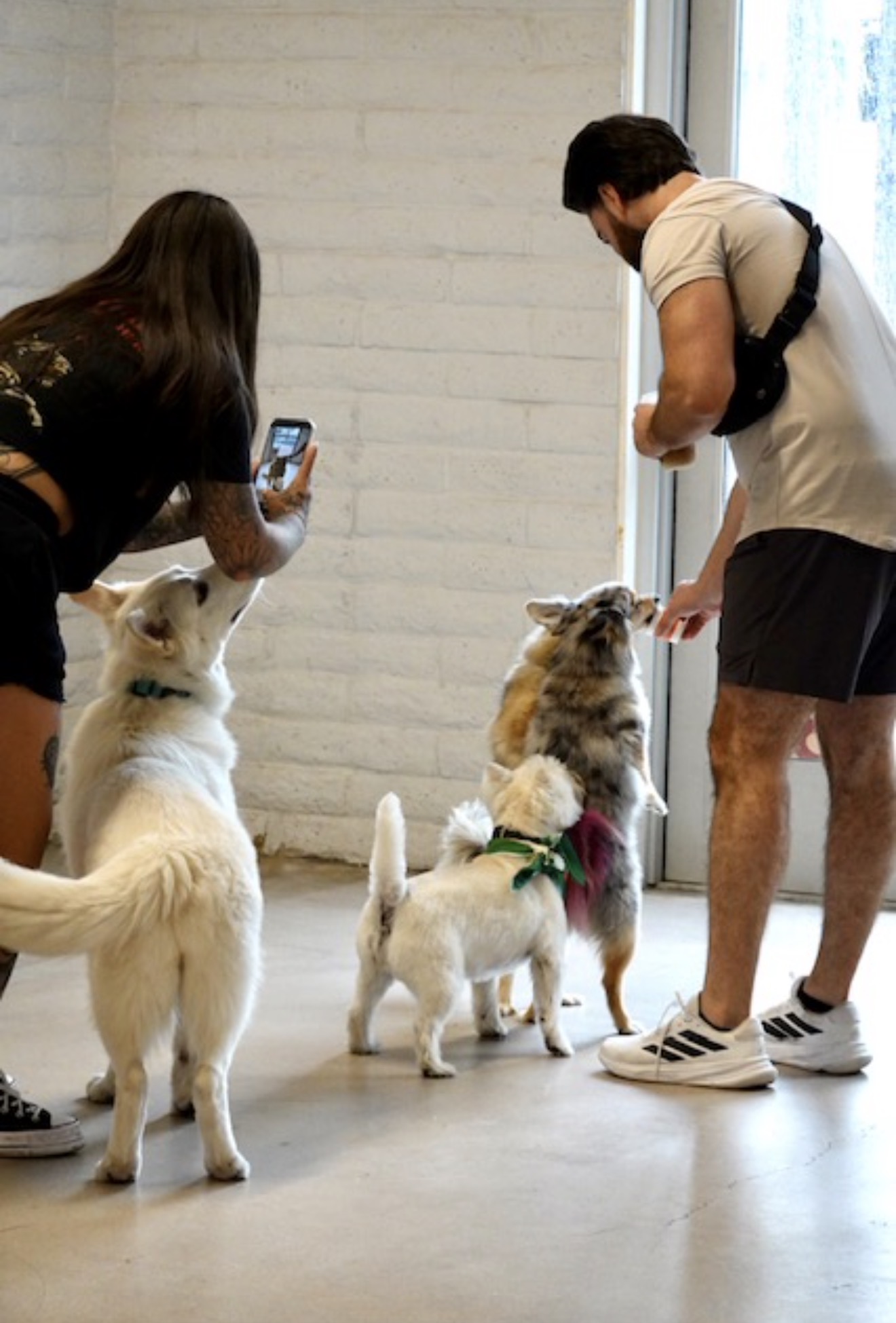 Two people with dogs inside a room, one person feeding a dog, the other taking a photo, with a white brick wall background.